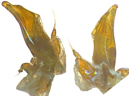 Asaphidion flavipes